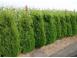Tuia thuja smaragd aurea globosa 50 25 gratis 1m 1 20cm inalt 403448 poza 1